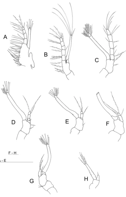 Figure 2.3. Appendages of Mysis II of red shrimp Aristeus antennatus (Risso, 1816). (A) first  maxilliped; (B) second maxilliped; (C) third maxilliped; (D) first pereiopod; (E) second  pereiopod; (F) third pereiopod; (G) fourth pereiopod; (H) fifth pereiop