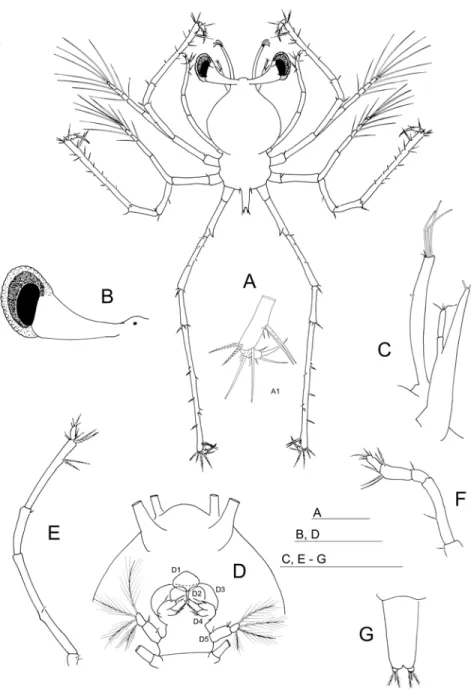 Figure  2.4.  Zoea I (phyllosoma) of Mediterranean slipper lobster Scyllarides latus  (Latreille,  1803).(A) dorsal view; (A 1 ) detail of the dactyl of the third pereiopod; (B) right eye; (C)  antennule and antenna; (D) masticatory apparatus; (D 1 ); dors