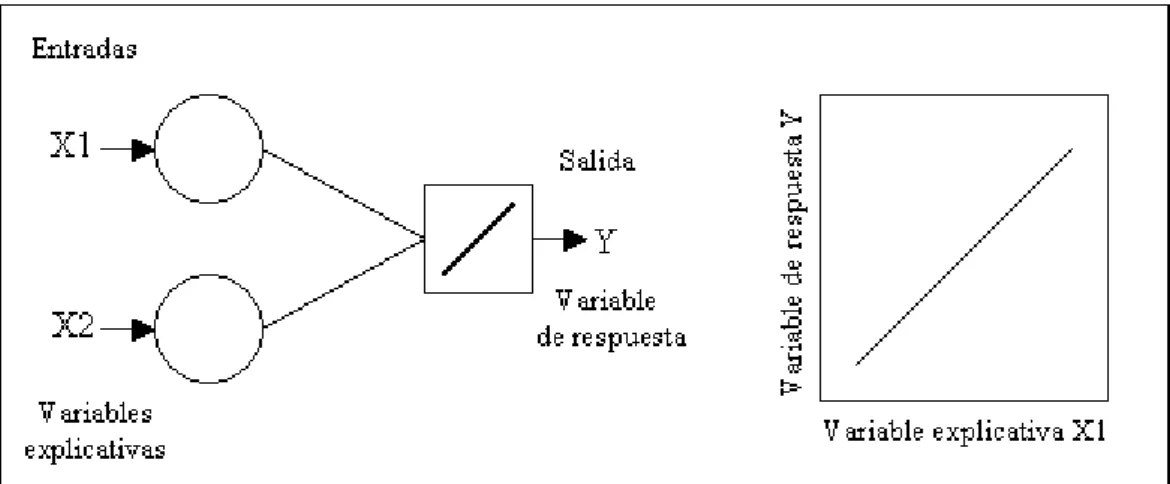 Figura 5. Perceptrón simple con función lineal = Modelo de regresión lineal.