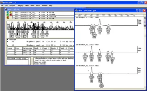 Figura  3.9  Identificación  de  fragmentos  utilizando  programa  Genotyper®  2.1  (Applied  Biosystems) 
