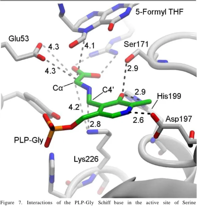 Figure 7. Interactions of the PLP-Gly Schiff base in the active site of Serine  hydroxymethyltransferase from Geobacillus stearothermofillus (PDB code 1KL2, (45))