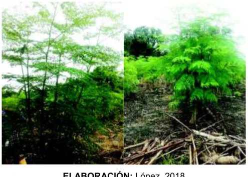 FIGURA 2.5. ÁRBOL DE Moringa oleifera    