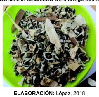 FIGURA 2.6. SEMILLAS DE Moringa oleifera 