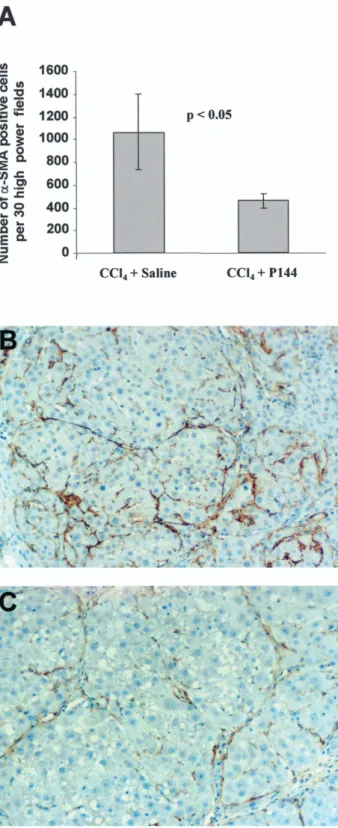 Fig. 4. Activated HSCs in the liver of rats subjected to CCl 4 inhalation and treated with saline or P144