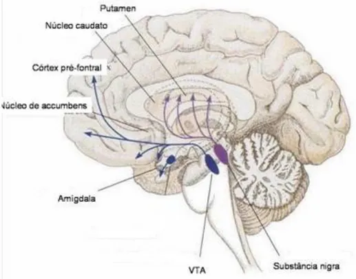 Fig 3: Representación de las vías nigroestriatales (púrpura) y mesolímbicas (azul) en las principales regiones  cerebrales implicadas 