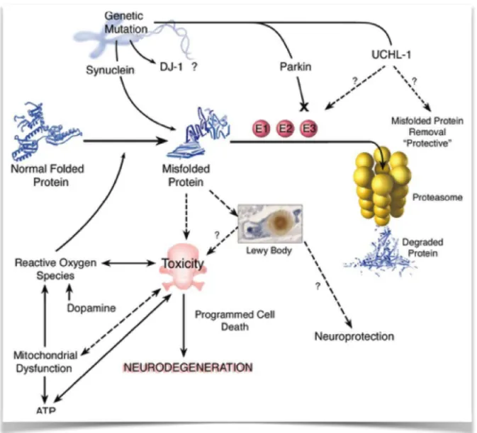 Fig  4  :  Mecanismos  moleculares  de  neurodegeneración  en  la  enfermedad  de  Parkinson  (Dauer  &amp; 