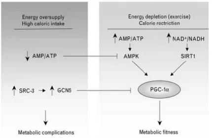 Figura  4.  Quan es produeix un excés  d’energia (calories) la relació AMP/ATP disminueix