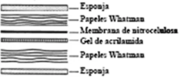 Figura 8. Esquema representatiu dels elements de l’electrotransferència (Western Blot)
