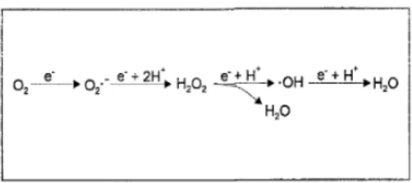 Figura 2. Esquema de la reducció univalent de l’oxigen. Font: Korc; Bidegain i Martell, 1995