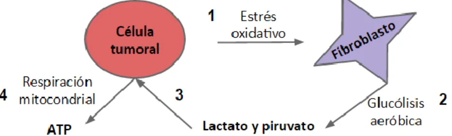Figura 4. Acontecimientos que explican el efecto Warburg reverso. Las células tumorales producen estrés oxidativo (1) que  induce en  los fibroblastos la glucólisis aeróbica que da lugar a lactato y piruvato (2)