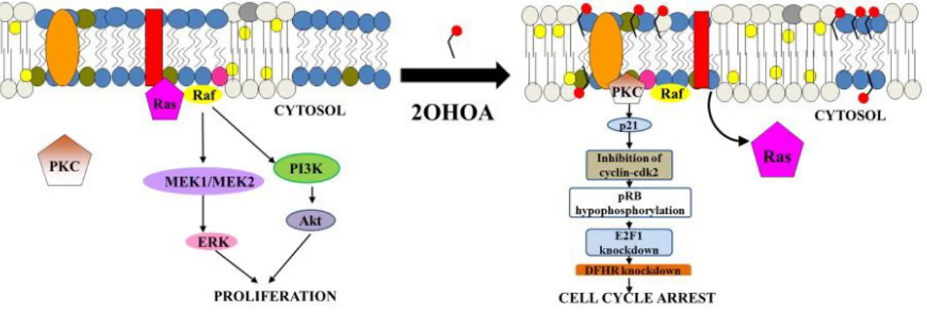 Figura 1. Mecanismo de acción del 2OHOA en células tumorales 7 . Al intercalarse en la membrana, el 2OHOA  induce la translocación a la membrana y activación de PKC