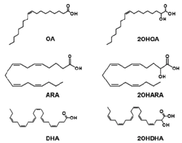 Figura  2.  Estructura  química  de  ácidos  grasos  naturales  y  sus  derivados  sintéticos   alfa-hidroxilados 29 