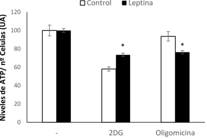 Figura 1. Efecto de la leptina sobre los niveles de ATP. 