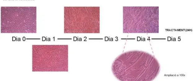 Figura  6.  Imatges  de  microscòpia  durant  el  procés  de  diferenciació  cel·lular  de  miòcits  a  miotubs