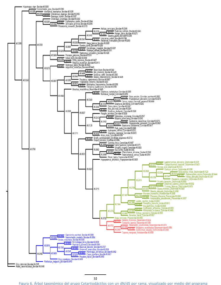 Figura 6. Árbol taxonómico del grupo Cetartiodáctilos con un dN/dS por rama, visualizado por medio del programa  FigTree1.4.2
