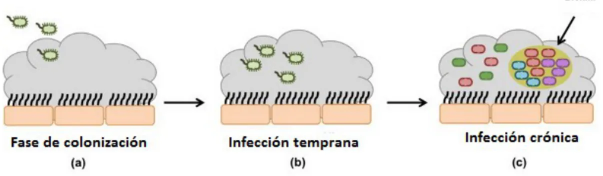 Figura 3.    Evolución temporal de P. aeruginosa durante el desarrollo de la infección crónica