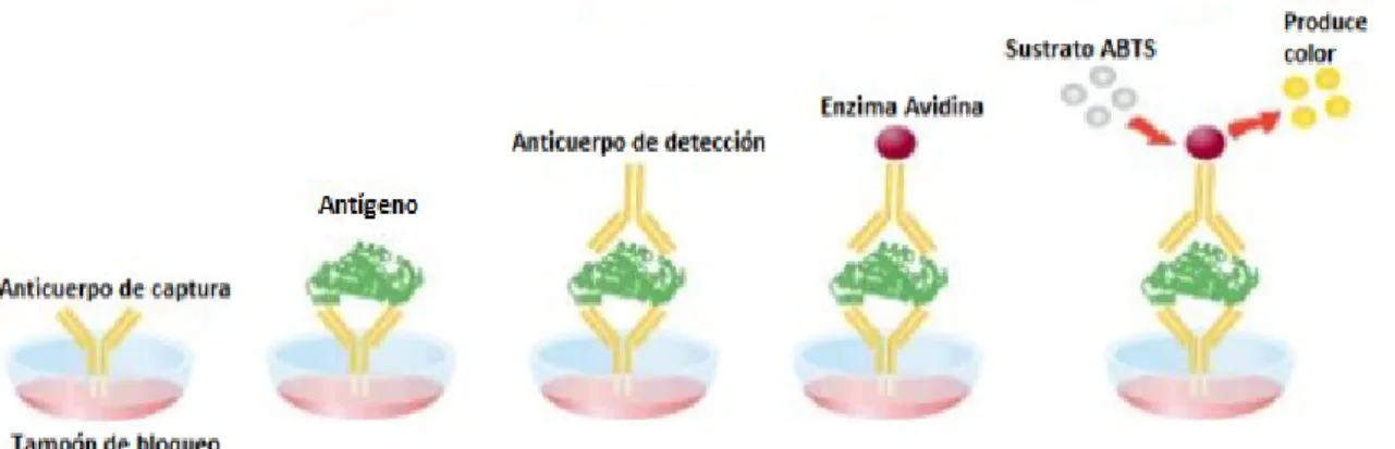 Figura 5. ELISA tipo sándwich: Ensayo de captura de antígeno y detección mediante inmunocomplejos.