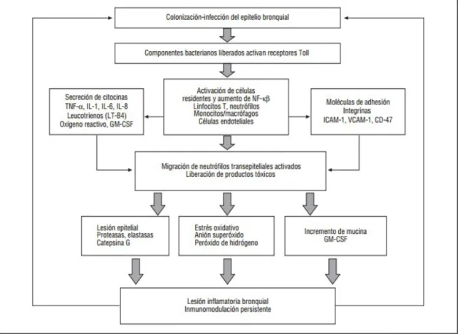 Figura 8. Representativa de la respuesta inflamatoria local y colonización pulmonar crónica en los pacientes con infecciones respiratorias crónicas (29).