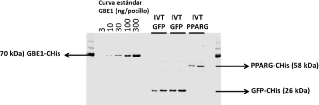 Figura  6.  Genotipación  de  colonias  E.coli  para  pT7CFE1-Chis+PPARG.  El  primer  carril  de  cada  pareja  de  primers  corresponde  al  control negativo (H 2 O), el segundo al control  positivo (producto de ligación para Fw3+LO y  Rv1+LO,  vector  p