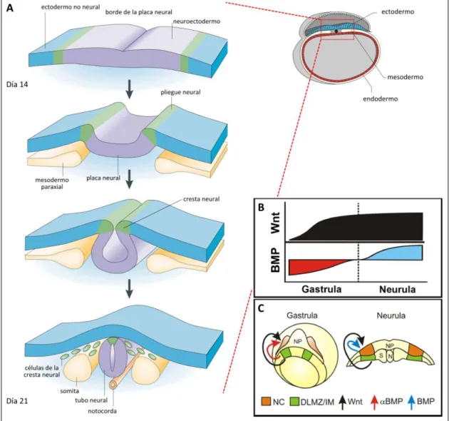 Figura 9. Neurulación embrionaria. (A) Al término de la tercera semana el ectodermo embrionario sufre una  serie  de  cambios  muy  drásticos,  que  en  poco  menos  de  una  semana  llevarán  a  la  formación  del  tejido  neuroectodérmico en el que se ir