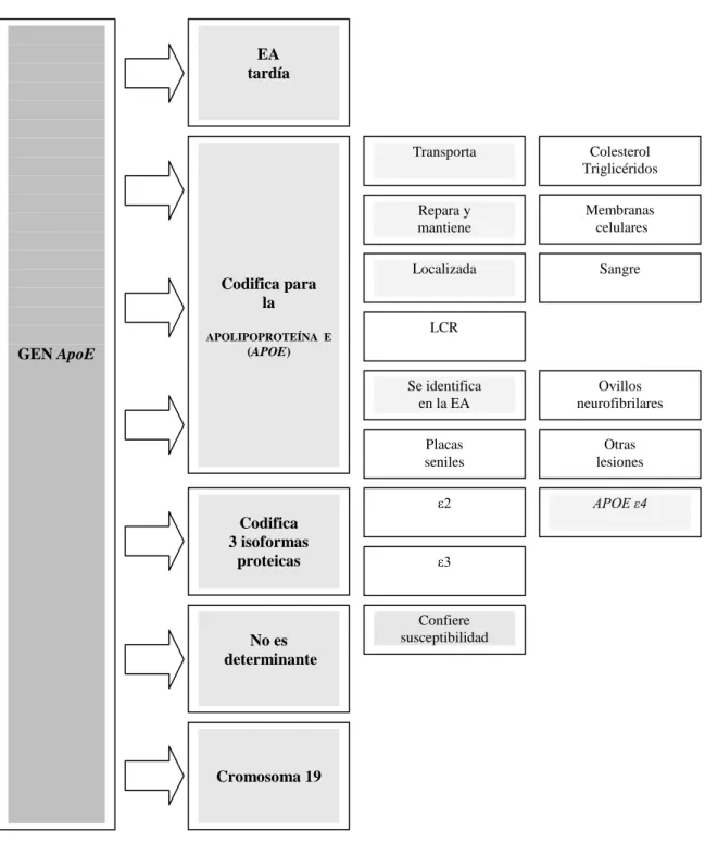 Figura 4. Gen APOE 