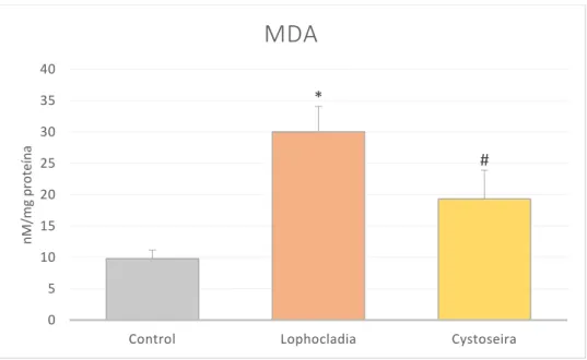 Figura  7.  Concentración  de  MDA  en  los  grupos  control,  lophocladia  y  cystoseira