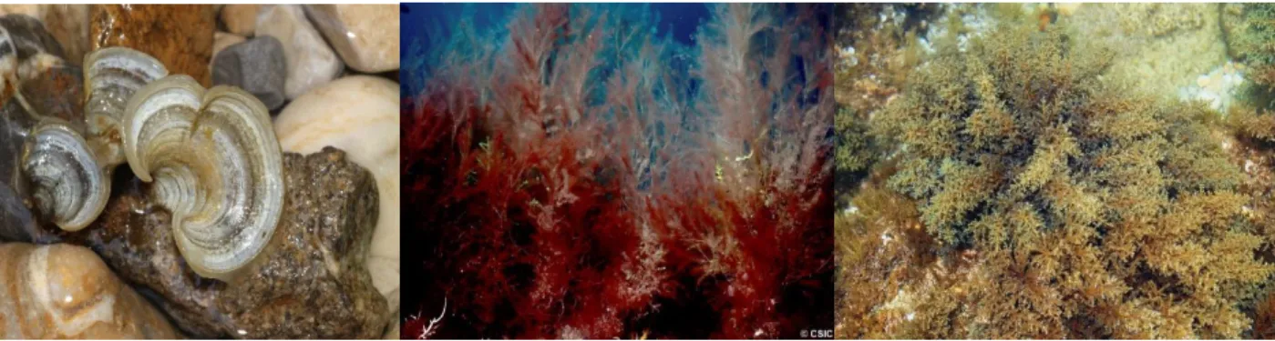 Figura 3. Fotografías de las algas Padina pavonica, Lophocladia lallemandii y Cystoseira spp