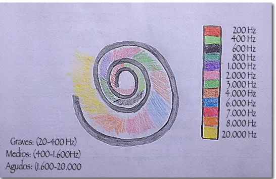 Ilustración	
  1:	
  Representación	
  de	
  los	
  graves,	
  medios	
  y	
  agudos	
  en	
  la	
  cóclea.	
  