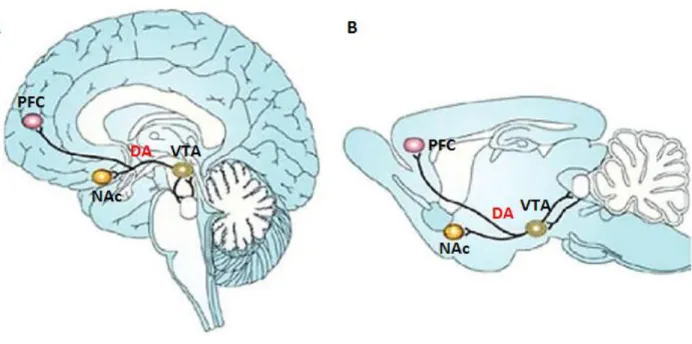 Figura  4:  Representación  de  las  estructuras  implicadas  en  el  sistema  de  recompensa  dopaminérgico