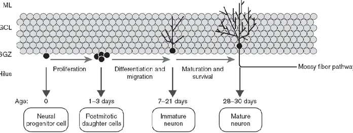Figura 2: Etapas de la neurogénesis del giro dentado del hipocampo. Se muestra la proliferación, migración e integración  de  las  células  progenitoras  en  la  capa  subgranular  (SGZ)  hasta  la  capa  granular  (GCL)    del  giro  dentado  donde  se  i