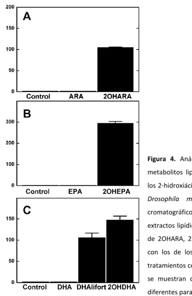 Figura  4.  Análisis  por  cromatografía  de  gases  de  los  metabolitos  lipídicos  derivados  de  la  metabolización  de  los 2-hidroxiácidos grasos utilizados en el tratamiento de  Drosophila  melanogaster