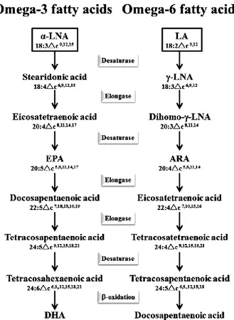 Figura  6.  Síntesis  de  los  ácidos  grasos  omega-3  y  omega-6  en  mamíferos.  Los  distintos  ácidos  grasos  omega-3  y  omega-6  son  sintetizados  mediante  la  elongación  y  desaturación  de  los  ácidos  grasos  esenciales  -linolénico    y  l