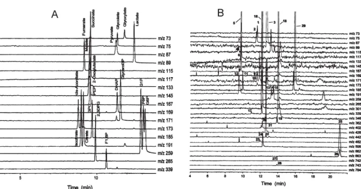 Figure 2. (A) CE-ESI-MS selective ion electropherograms for a standard mixture of metabolites of glycolysis and the TCA cycle