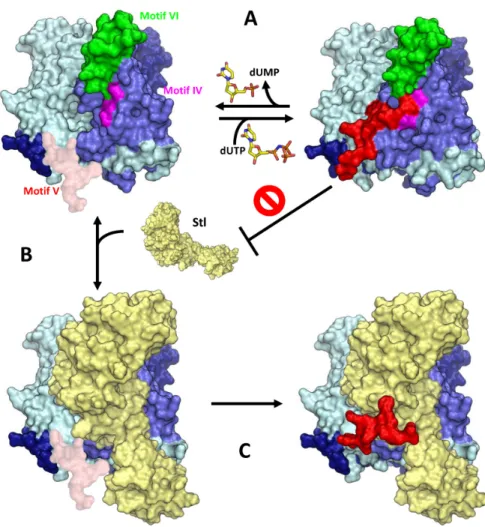 Figure 5. Model of S. aureus phage Dut interaction with SaPIs Stl. (A) Binding and hydrolysis of dUTP by Dut implicates the folding and stabilization of the high flexible conserved motif V (pink-red) over the active center