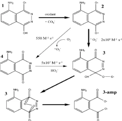Figura 2. Mecanismo propuesto de la quimioluminiscencia del luminol  incluyendo el radical peroxicarbonato