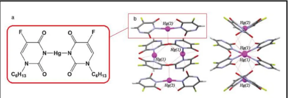 Figura 10. Estructura determinada para [Hg(N 1 -hexil-5-fluorouracilato) 2 ] 4 ·6H 2 O donde las cadenas alifáticas  de cada uracilo han sido omitidas