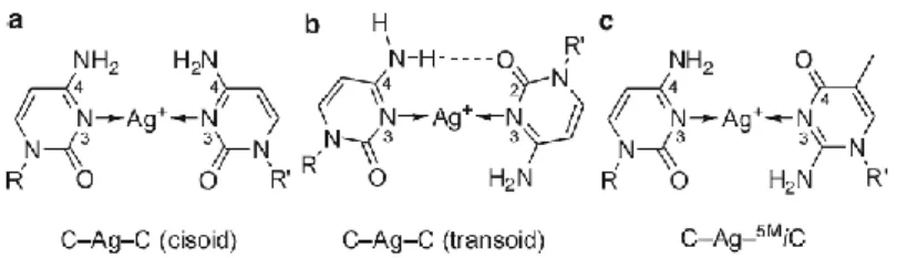 Figura 14. Representación de las diferentes conformaciones para el complejo C-Ag-C. En el a) podemos  observarla conformación cisoide, en el b) podemos observar la conformación transoide y en el c) podemos  observar la conformación transoide de la citosina