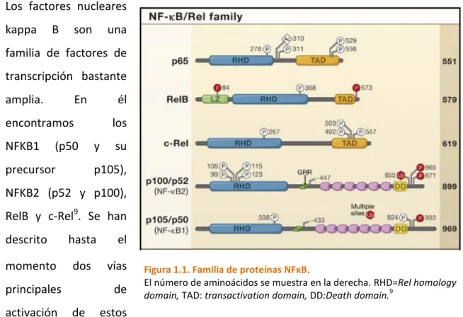 Figura 1.1. Familia de proteínas NFκB.  