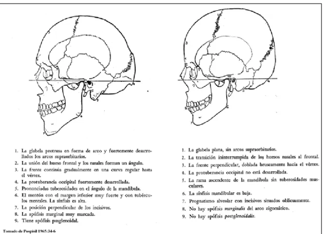 Figura 2. Diferencias óseas craneales entre hombre y mujer. 