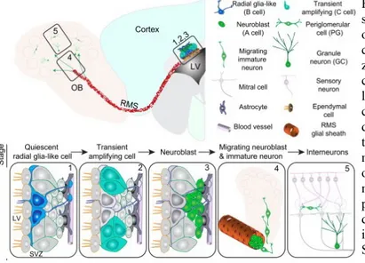 Figura   4.-Neurogénesis   adulta   en   la   zona  subventricular   del   ventrículo   lateral   y   el   bulbo  olfactorio