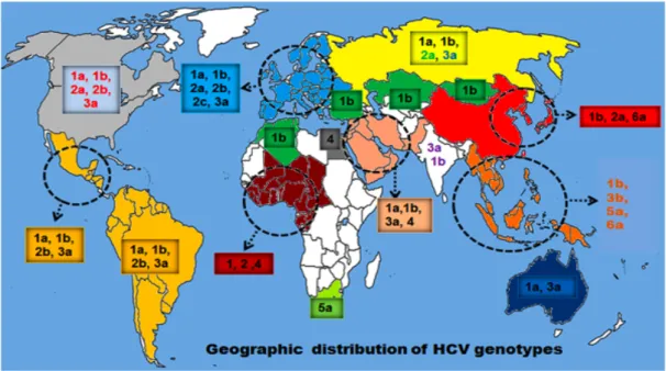 Figura 6: Distribución global de los genotipos del VHC (según Hussain, 2013). 