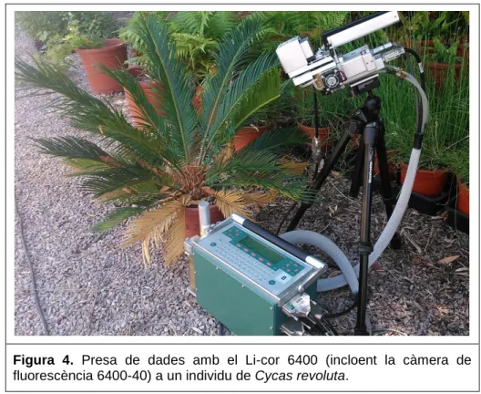 Figura  4.  Presa  de  dades  amb  el  Li-cor  6400  (incloent  la  càmera  de  fluorescència 6400-40) a un individu de Cycas revoluta