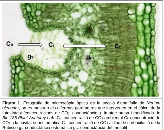 Figura  1.  Fotografia  de  microscòpia  òptica  de  la  secció  d’una  fulla  de  Nerium  oleander, on es mostren els diferents paràmetres que intervenen en el càlcul de la  fotosíntesi  (concentracions  de  CO 2 ,  conductàncies)