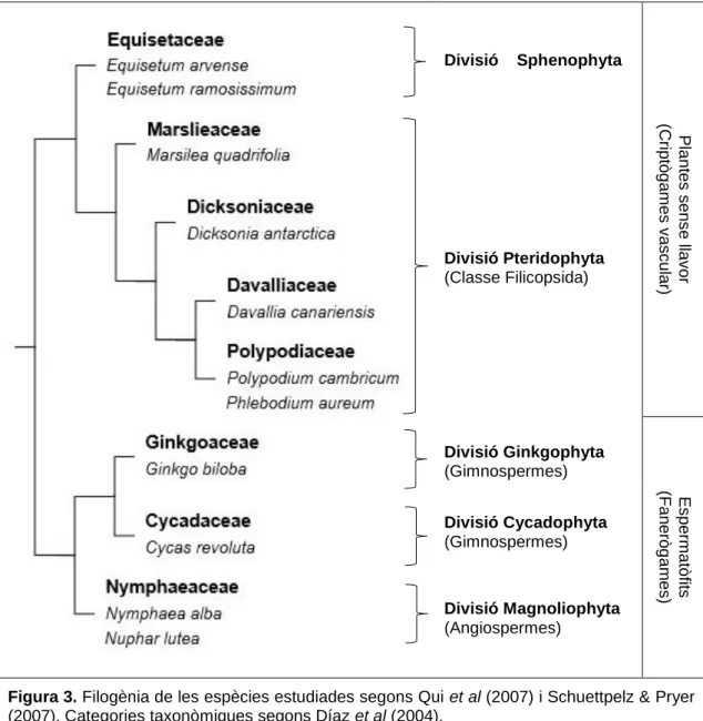 Figura 3. Filogènia de les espècies estudiades segons Qui et al (2007) i Schuettpelz &amp; Pryer  (2007)