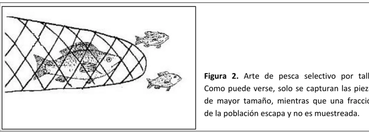 Figura  2.  Arte  de  pesca  selectivo  por  talla. 