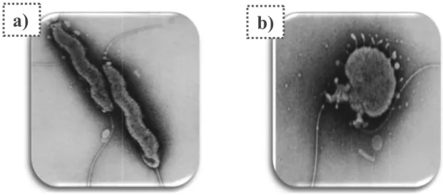Figure 2. Campylobacter jejuni forms: a) spiral form. b) coccoid form. (Pead, 1979). 