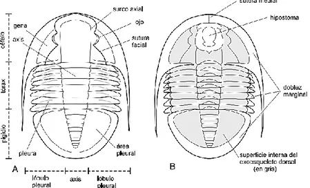 Figura 2.1 Morfología básica del exoesqueleto de un trilobite: A. vista dorsal; B. vista  ventral (tomado de Camacho, 2007) 