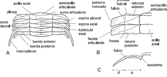 Figura 2.2 Tórax. A. vista dorsal de los segmentos anteriores; B. vista dorsal (parcial) de  dos segmentos; C