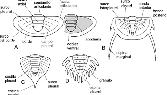 Figura 2.3 Pigidio. A. morfología general en vistas dorsal y ventral; B. Dichelepyge  pascuali (Ordovícico); C
