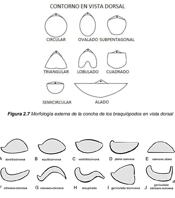 Figura 2.7 Morfología externa de la concha de los braquiópodos en vista dorsal 
